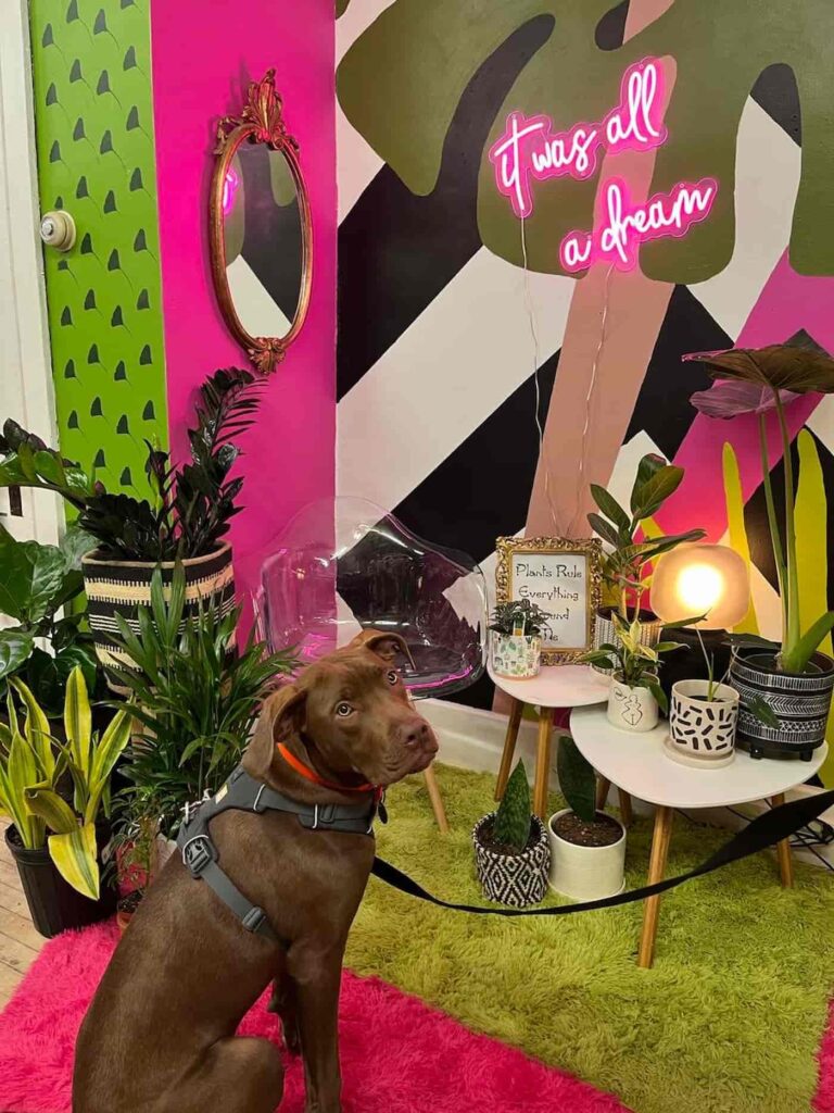Chocolate Labrador sitting inside Curious Plantaholic