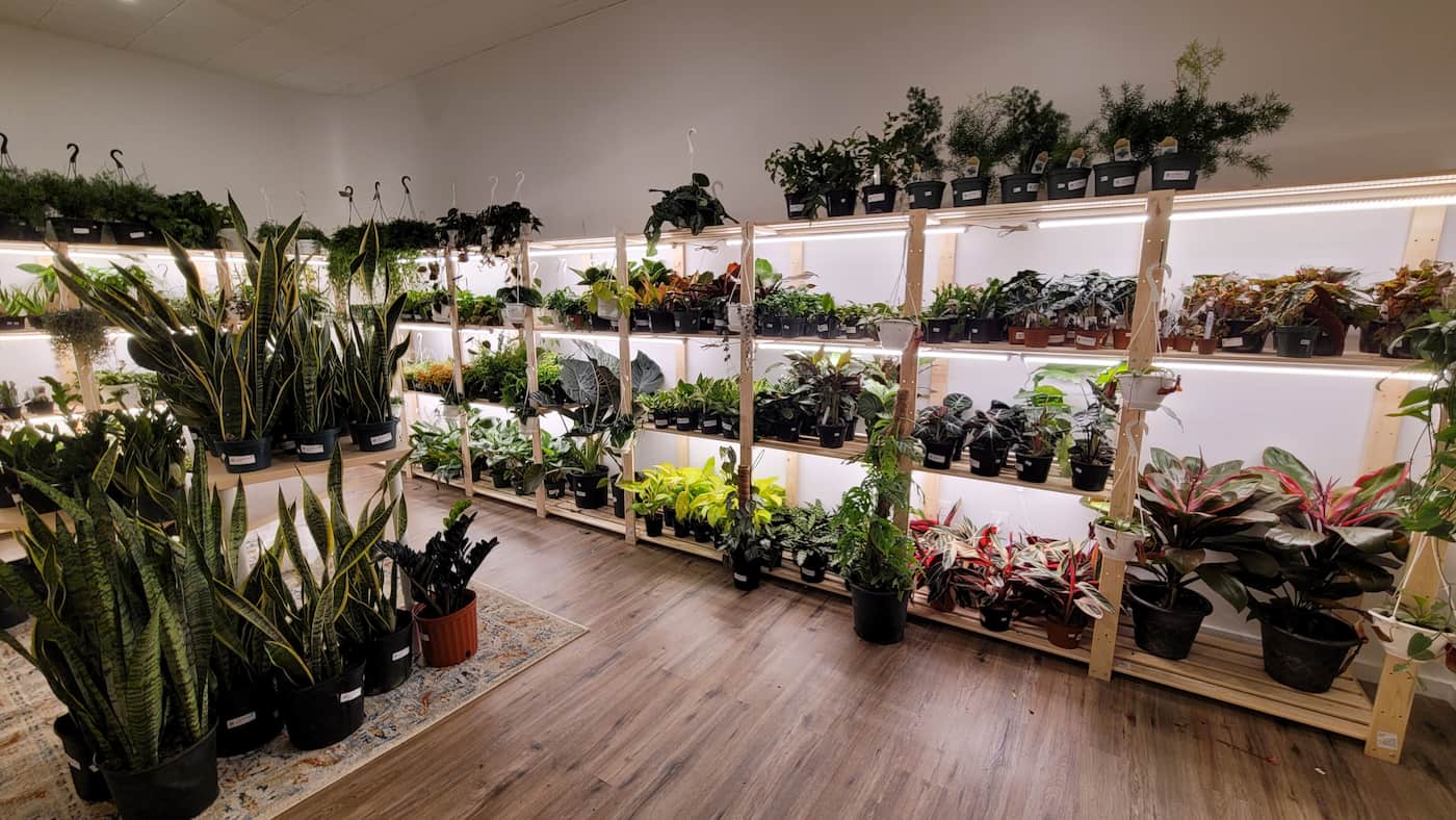 Interior of Curious Plantaholic shop